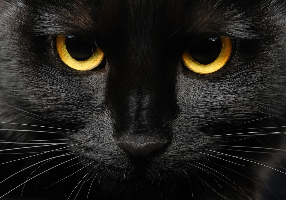 Gatos, Magia y Neurociencia